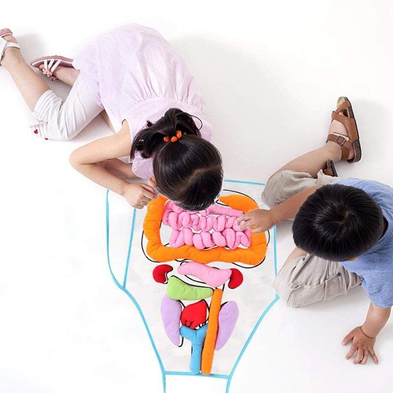 What's Inside Me Kids Anatomy Apron