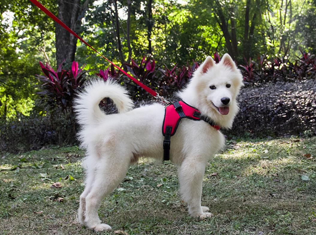 WonderHarness™ No-Pull Dog Harness