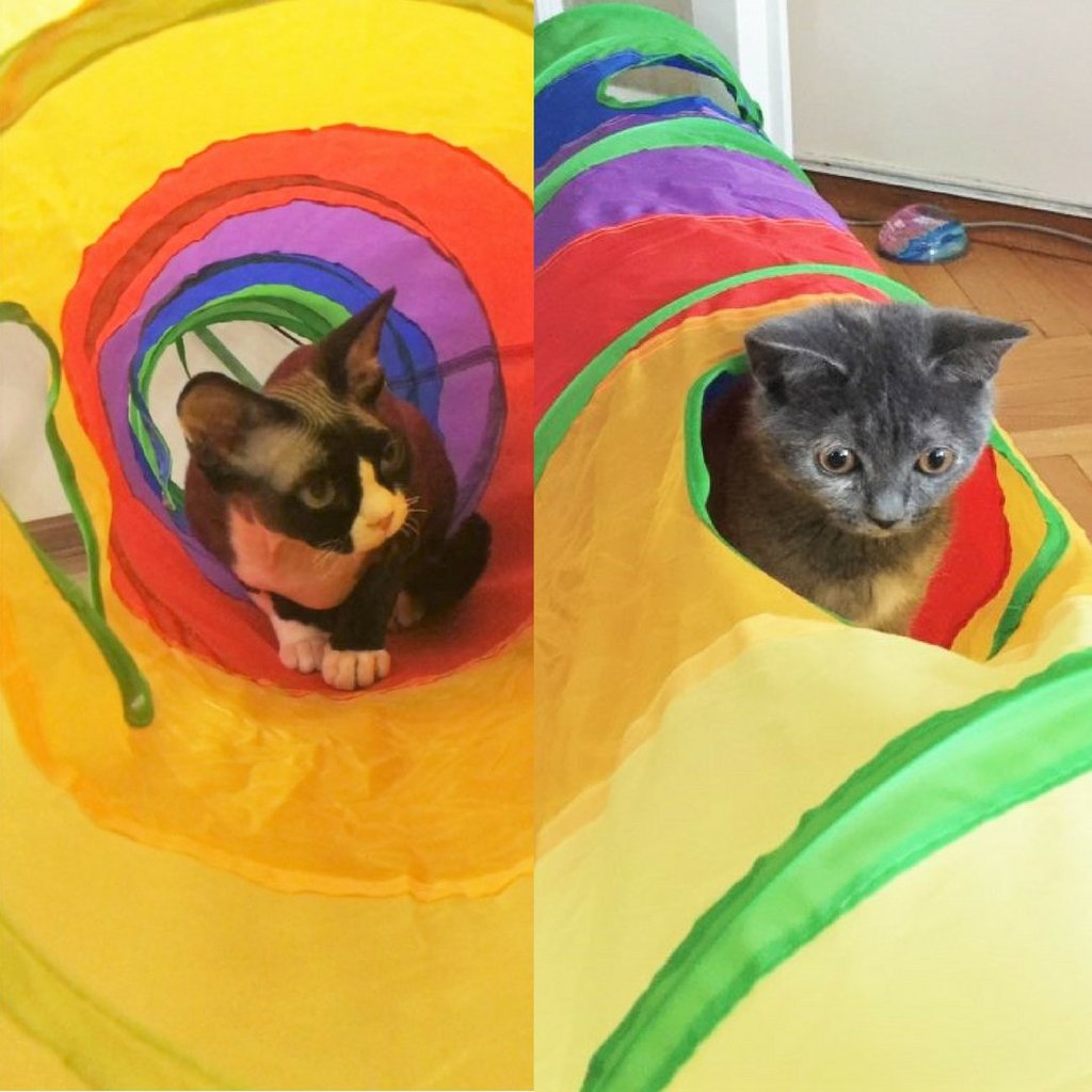 DizzyTunnels™ Foldable Pet Tunnel